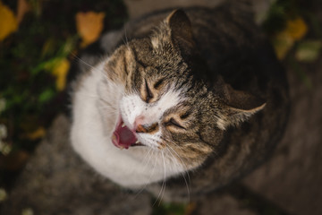 Portrait of a domestic yawning cat. cat with open mouth. hungry cat concept.