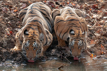 Tiger Cub Drinking Water  Seen At Tadoba Andhari Tiger Reserve,Maharashtra,India
