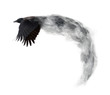 dark crow flying from grey smoke isolated on white