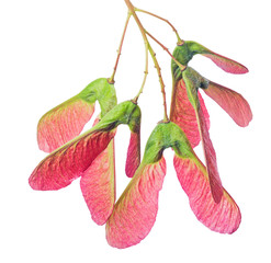 Canvas Print - maple tree five red samaras isolated on white