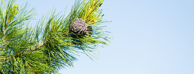 Cones growing on a branch of a Cedar Tree (Cedrus libani) Cedar of Lebanon or Lebanon Cedar in the UK.