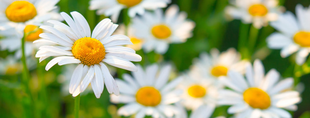 beautiful white daisy flowers in sunny day
