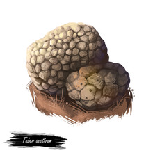 Tuber Aestivum, Summer Or Burgundy Truffle Mushroom Closeup Digital Art Illustration. Boletus Brown Outer Skin Forms Pyramidal Warts. Mushrooming Season, Plant Of Gathering Plants Growing In Forest