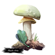 Amanita Citrina Or Mappa, False Death Cap Mushroom Closeup Digital Art Illustration. Boletus Has White Cap, Stem And Volva. Mushrooming Season, Plant Of Gathering Plants Growing In Wood And Forest