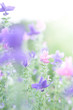 Salvia viridis, pastel colored floral background, selecive focus