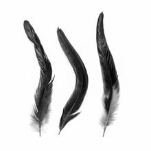 Set Of Black Feather On White Background
