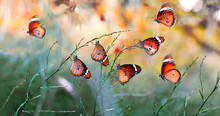 Closeup Beautiful Butterfly In A Summer Garden