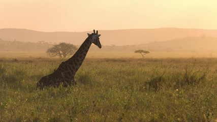 Wall Mural - Giraffe and Birds on Sunset in African Savanna, Cinematic Scene From Tanzania National Park. Animals in Natural Habitat