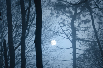 Wall Mural - moon on the night sky seen from mysterious forest