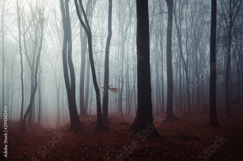Fotografía dark mysterious woods landscape, misty forest scenery