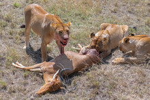 Lions Who Killed An Antelope And Are Eating It In The Savannah In Tanzania