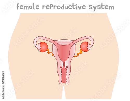 Women Reproduction Anatomy Female Reproductive System Blank Body Silhouette Oviduct Ovary Vagina Uterus Cervix Front View Body Organs Diagram Education Drawing Vector Buy This Stock Vector And Explore Similar Vectors At