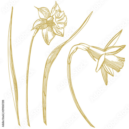 Daffodil or Narcissus flower drawings. Collection of hand drawn black and whi...