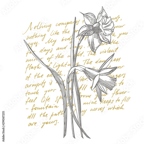 Daffodil or Narcissus flower drawings. Collection of hand drawn black and whi...