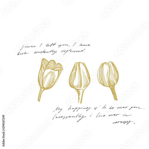 Tulip flower graphic sketch illustration. Botanical plant illustration. Vinta...