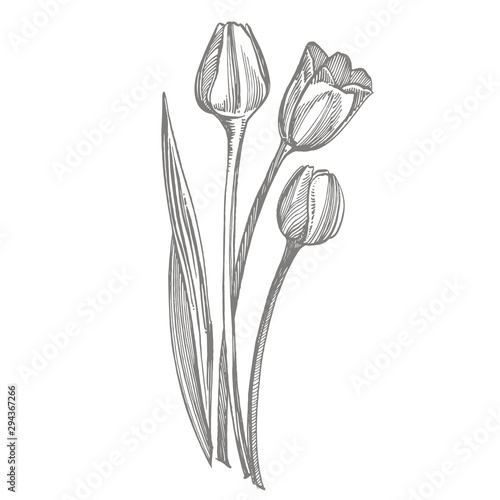 Tulip flower graphic sketch illustration. Botanical plant illustration. Vinta...
