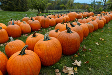 Pumpkins On Farm In Autumn