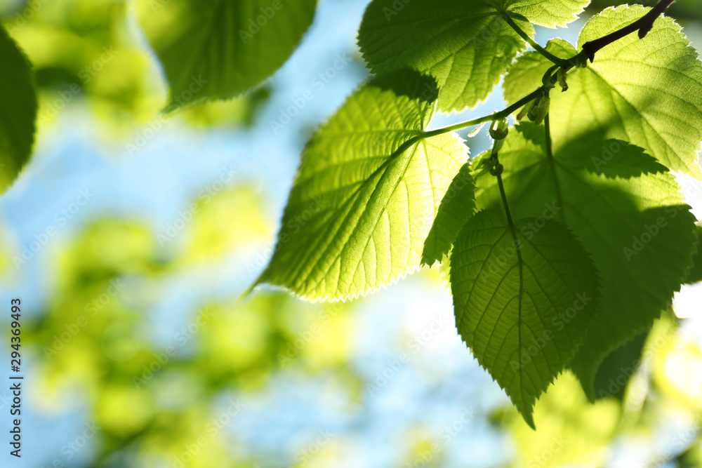 Tree branch with green leaves on sunny day - obrazy, fototapety, plakaty 