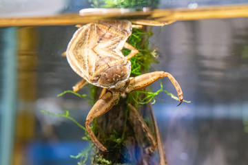 Tagame ( giant water bug ) in the aquarium