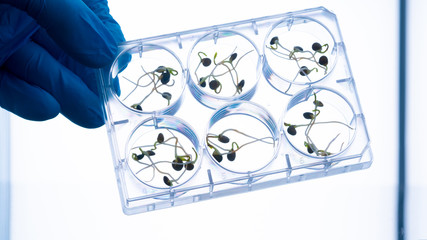 Poster - GMO plant sprouts science lab