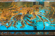 Crabs in Tank