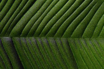 Wall Mural - abstract green leaf texture background