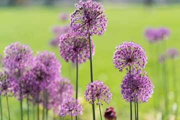 Canvas Print - Close-up photo of purple allium blossom.