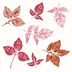 Poster - Collection of vector pink autumn leaves in realistic style