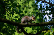 Eichhörnchen Ast Sonne London Baum Nahaufnahme Hyde Park Nüsse zahm Touristen beliebt klettern Fell Nagetier Ohren süß füttern scheu Flucht Winterschlaf England Squirrel berühmt Gartenanlage