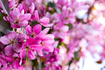 Wall Mural - Apple tree in bloom, pink crab flowers close-up. Spring flowering apple orchard