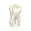 © Alex Mit - Dental anatomy - First maxillary molar tooth. Medically accurate dental 3D illustration