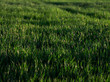 grass garden close up