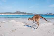 Känguru Mit Jungem Hüpft An Australischen Strand