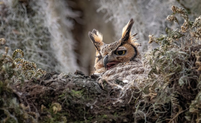 Wall Mural - Great Horned Owl 