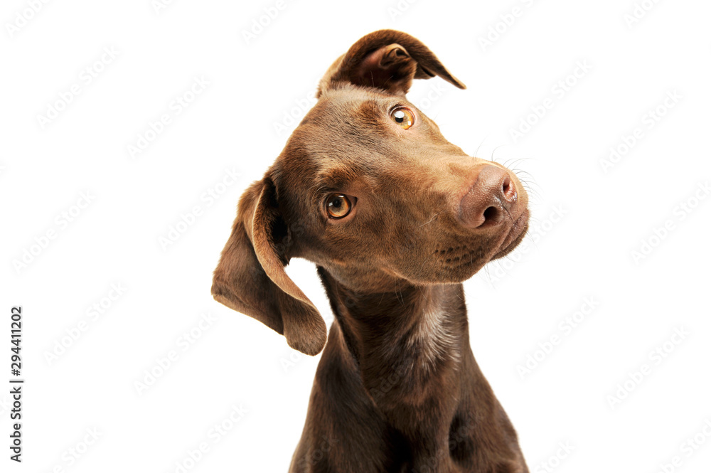 Obraz na płótnie Portrait of an adorbale mixed breed puppy w salonie