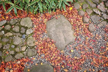 Wall Mural - Japan autumn background