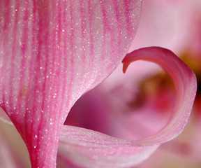 zoom su un fiore