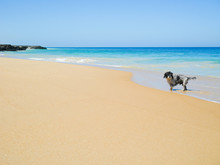 Wet Furry Dog Walking On The Beach