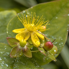 Sticker - Yellow Hypericum flower with dew