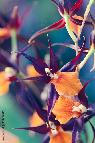 zdjecie-makro-orchidei