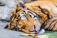 A Siberian Tiger Sleeping Calm