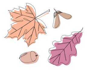 maple and oak leaves and acorn