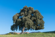 Beautiful Oak Tree With Green Foliage In A Green Field Under A Beautiful Blue Sky With Golden Hills In The Distance