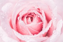Abstract Of Beautiful Blur Pink Roses Petals With Drops Of Water, Floral Backgroung With Copy Space.