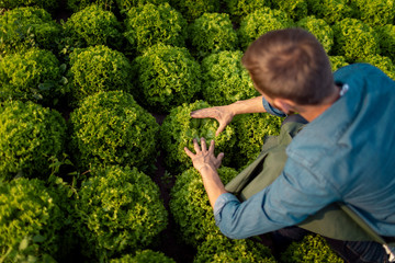 Male agricultural worker examining lettuce plantings on a field top view from behind