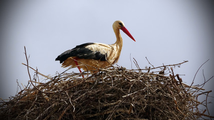 White Stork on the Nest on cloudy sky in Spring