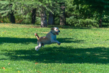 Wall Mural - dog running and jumping on the grass