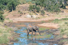 African Elephant, Loxodonta Africana, Crossing The Ngwenyeni River