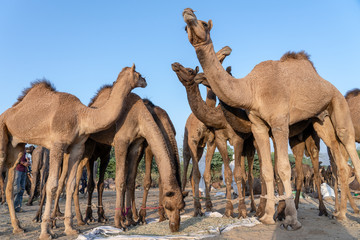 Wall Mural - Camels in desert Thar during Pushkar Camel Fair, Rajasthan, India