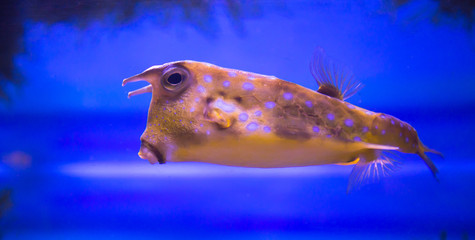 Canvas Print - The horned Fish, Tetrosomus gibbosus, swims against the blue water. Marine life, fish.